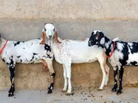 Koza, Beetal goats — fotografija 1