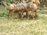 Ovce (šarže, pohlaví neuvedeno), Arashan sheep — foto 6