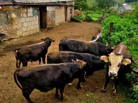 Vacă, Bovine — foto 4