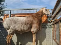 Widder, Edilbay sheep — Foto 3