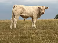 Bull, Cast cow — photo 3