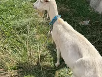 Koza, Alpine goat — zdjęcie 5