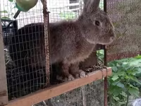 Кабан, Чочколор — сүрөт 2