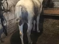 Kůň, Koně — foto 2
