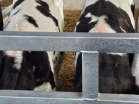 گاو نر, Russian Black pied cattle — عکس 7