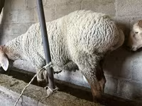 Ram, Arashan sheep — photo 4