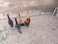 Chickens — fotografija 3