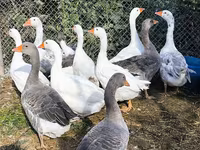 Geese — फ़ोटो 4