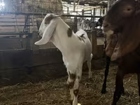 بکرا, Nubian Goat — تصویر 2