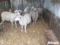 公羊, Sheep — 照片 1