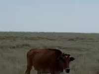 Vacă, Bovine — foto 3