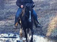 Horse (M), Rocky Mountain Horse — photo 6