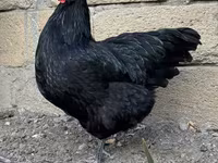 Australorp — foto 3