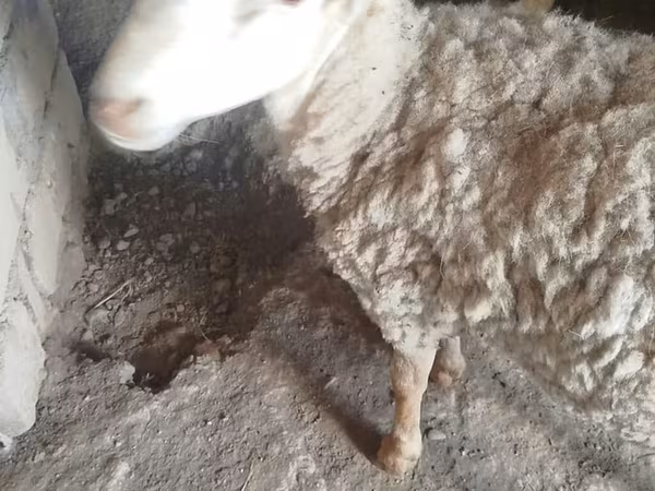 Beran, Karakul sheep