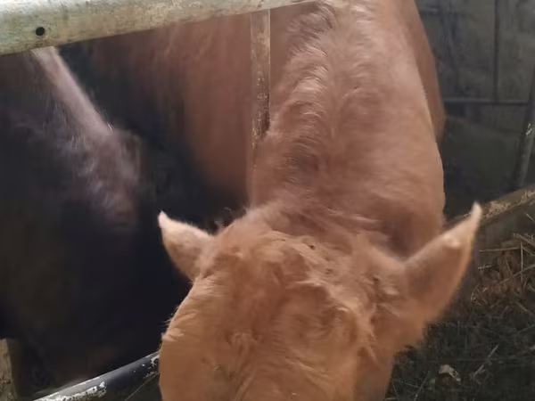 Бик, Simmental cattle