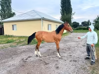 Hingst, Friesian sport horse — foto 3