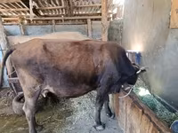 Kuh, Swiss cattle — Foto 4