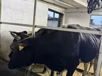 Ko, Russian Black pied cattle — foto 5