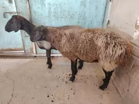 በግ, Sheep — ፎቶ 4