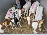Býk, Simmental cattle — foto 2