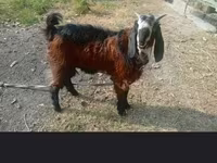 Bock, Getter — foto 1