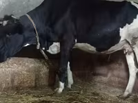 گاو ماده, Russian Black pied cattle — عکس 4