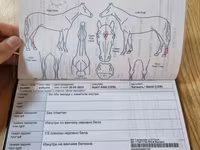 Kanca, Thoroughbred horse — 6. fotó