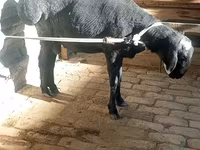 Ram, Schapen — foto 2