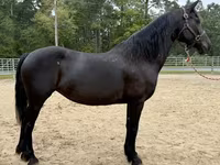 Klisna, Friesian — foto 3