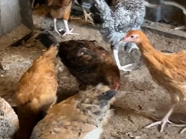 Chickens