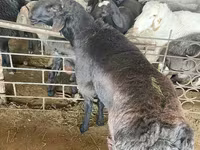 قوچ, گوسفند — عکس 1