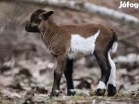میش, Cameroon sheep — عکس 7