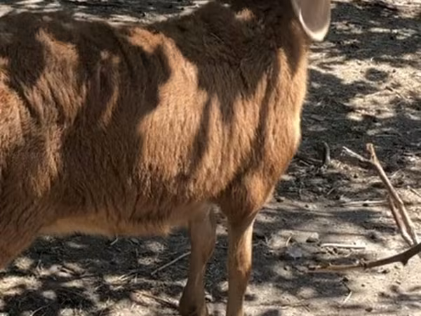 Ovce, Hissar sheep