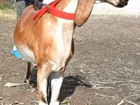 बकरी, Nubian Goat — फ़ोटो 2