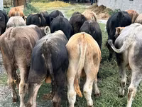 Bulle, Swiss cattle — Foto 4