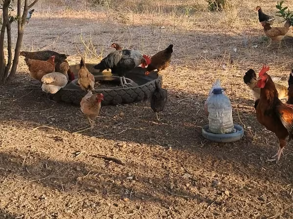 Chickens