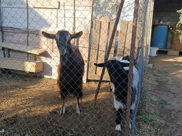 بز ماده, بز