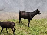 بز ماده, Murcia-Granada goats — عکس 7