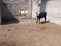 Kvæg (parti, køn ikke angivet), Simmental cattle — foto 4