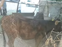 Vaca, Bovinos — foto 2