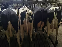 Bò cái, Giống Holstein — ảnh 5