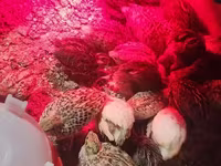 Quails — φωτογραφία 5