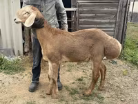 แกะตัวผู้, Arashan sheep — รูปภาพ 1