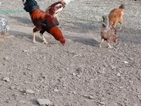 Chickens