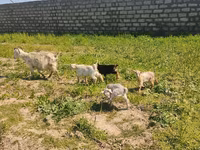 بز ماده, بز — عکس 4