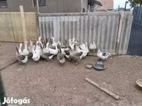 Geese — foto 4