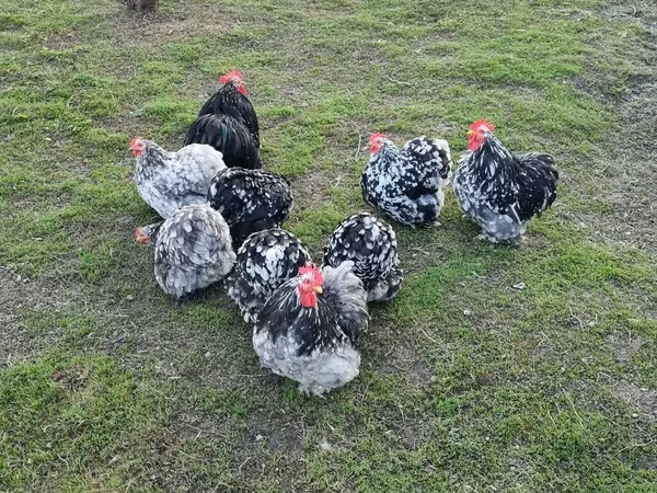 Pekin Bantam
