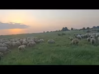 Ovce, Ovce — foto 5