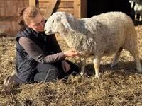 Ram, Assaf sheep — photo 2