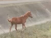 ม้าตัวผู้, Azerbaijan horse — รูปภาพ 3